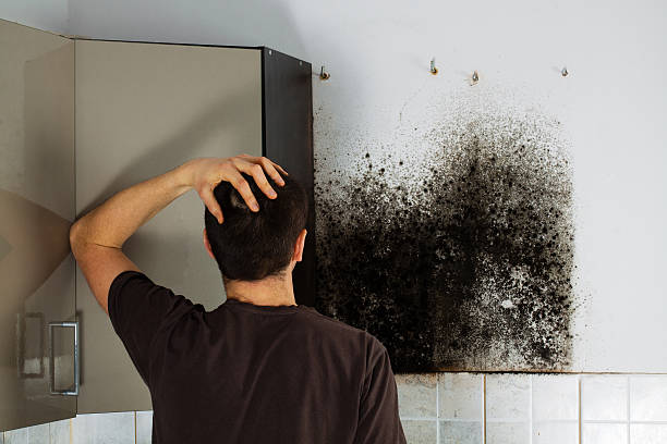 Best Emergency Mold Removal  in Olton, TX